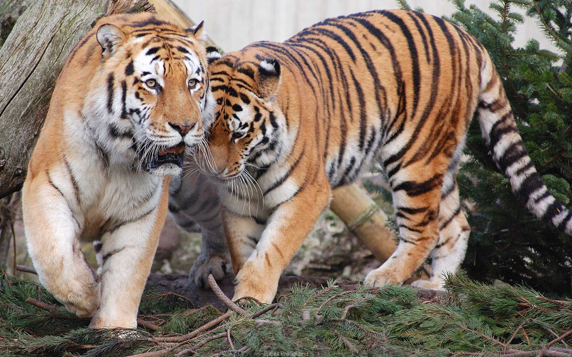 Tiger Pair5658716402